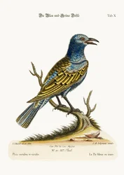 Den blå og grønne daggry, 1749-73